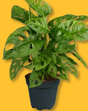 insect repellent for plants natural DEET-Free Bug Spray for Kids & Family main image 1