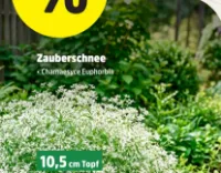 thuja comp Thuja orientalis 'Weedom' – Singing Tree Gardens Nursery main image 0