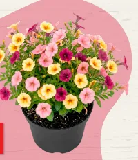6x Pflanzen im Angebot bei Thomas Philipps - Juni 2026 - marktguru.de