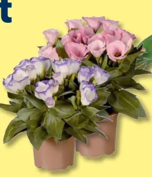 Eustoma
