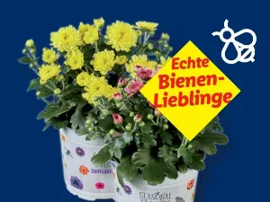 Chrysanthemen Multiflora