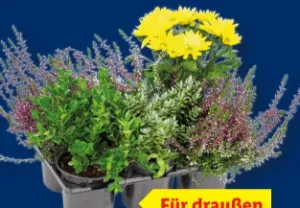 Herbstpflanzenmix
