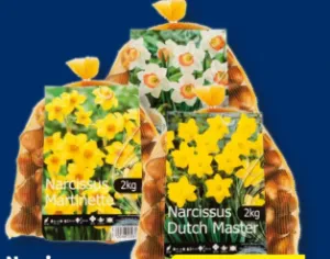 Narzissen Blumenzwiebeln