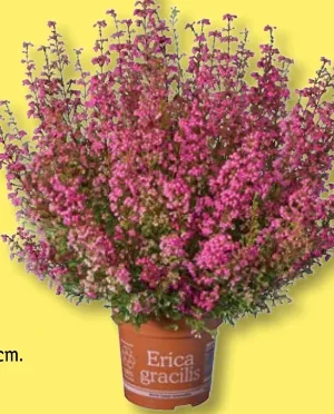 Heidekraut Erica Gracilis