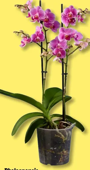 Orchidee Phalaenopsis Multiflora