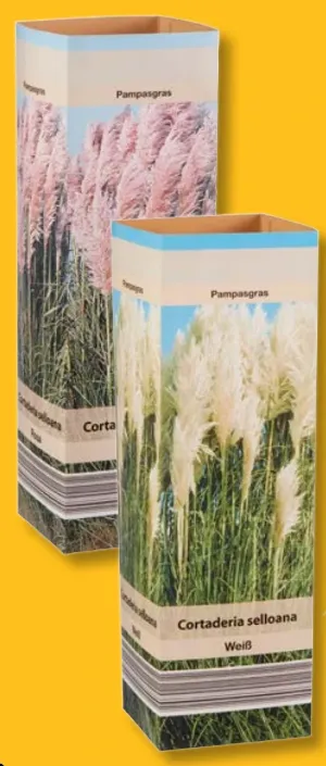 Pampasgras Cortaderia