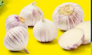 Solo-Knoblauch