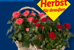 Rosen im Topf