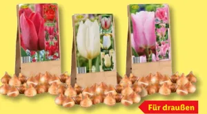 Edler Tulpenmix Ton in Ton