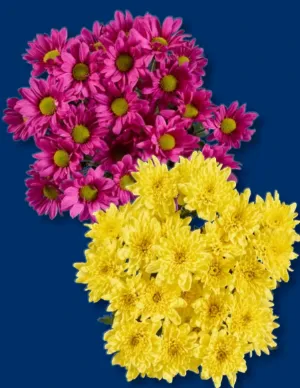 Chrysanthemen Strauß